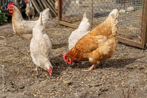 Tableau sur toile Chickens Foraging on Dirt in Farmyard. Farming.