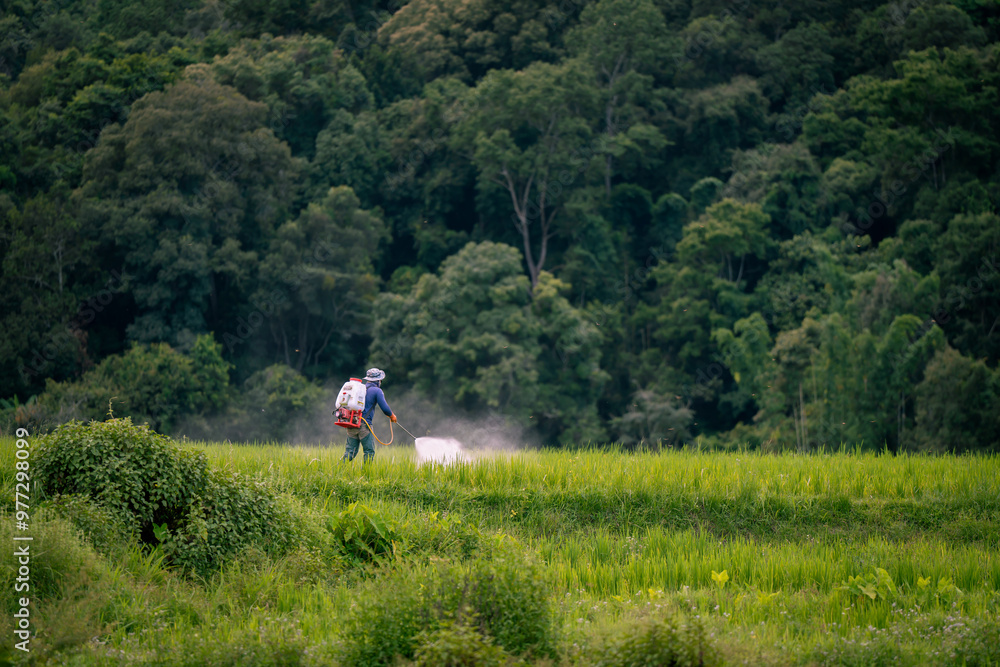 people work at farm produce green rice field as agriculture job in rural life chiangmai thailand people work at farm produce green rice field as agriculture job in rural life chiangmai thailand