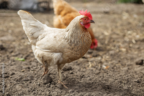 White Hen Standing on Dirt in Farmyard. Farming.