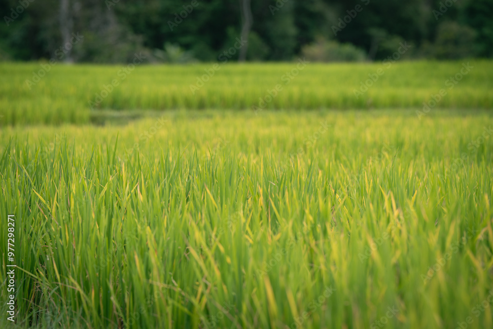 people work at farm produce green rice field as agriculture job in rural life chiangmai thailand people work at farm produce green rice field as agriculture job in rural life chiangmai thailand