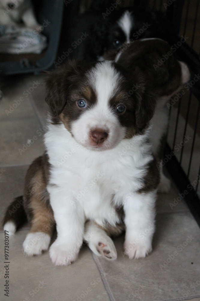 Miniature American Shepherd Welpe Red Tri Miniature American Shepherd Welpe Red Tri