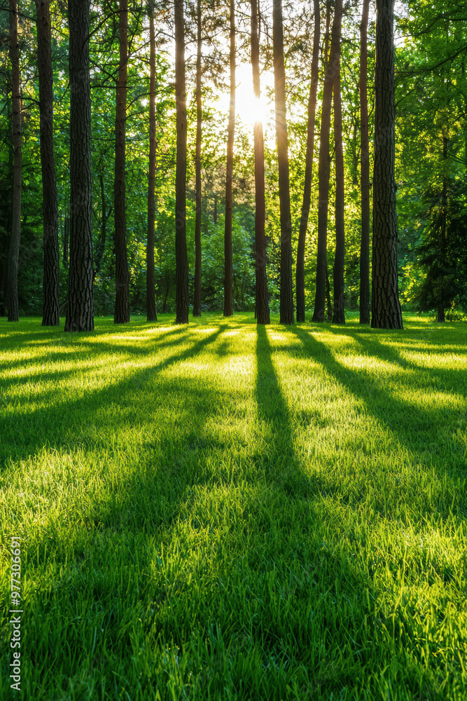 Fototapeta premium Sunlight filters through tall trees in a tranquil forest, casting long shadows on the lush green grass and creating a serene natural landscape.