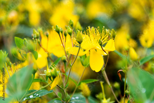 Background of yellow hypericum flowers photo