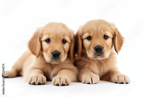 A hyper-realistic close-up of a golden retriever puppy’s face, capturing every detail of its soft fur, bright eyes, and innocent expression.