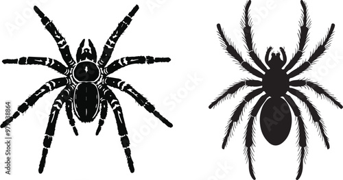 A hand drawn silhouette of a tarantula spider vector image