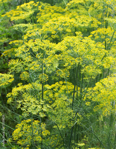 Konstfotografi Flowering plant dill.