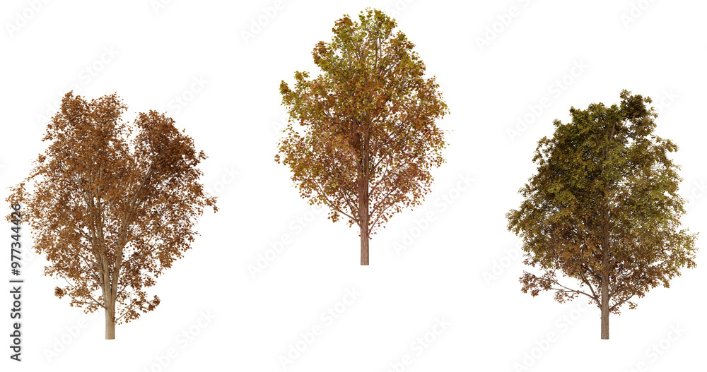 Fototapeta premium Three Autumn Trees Isolated on transparent Background