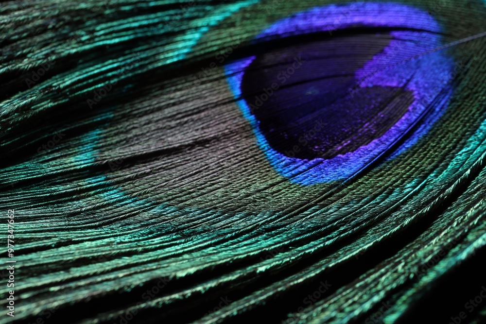 Fototapeta premium One beautiful peacock feather on black background, closeup