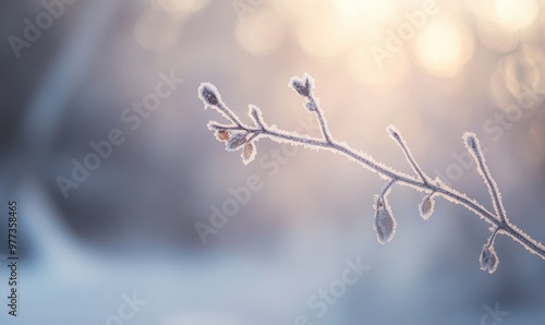 A branch covered in frost and snow