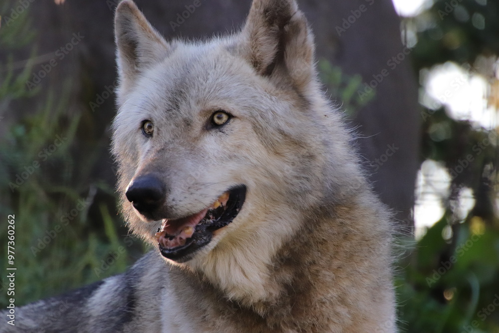 Obraz premium wolf in the woods