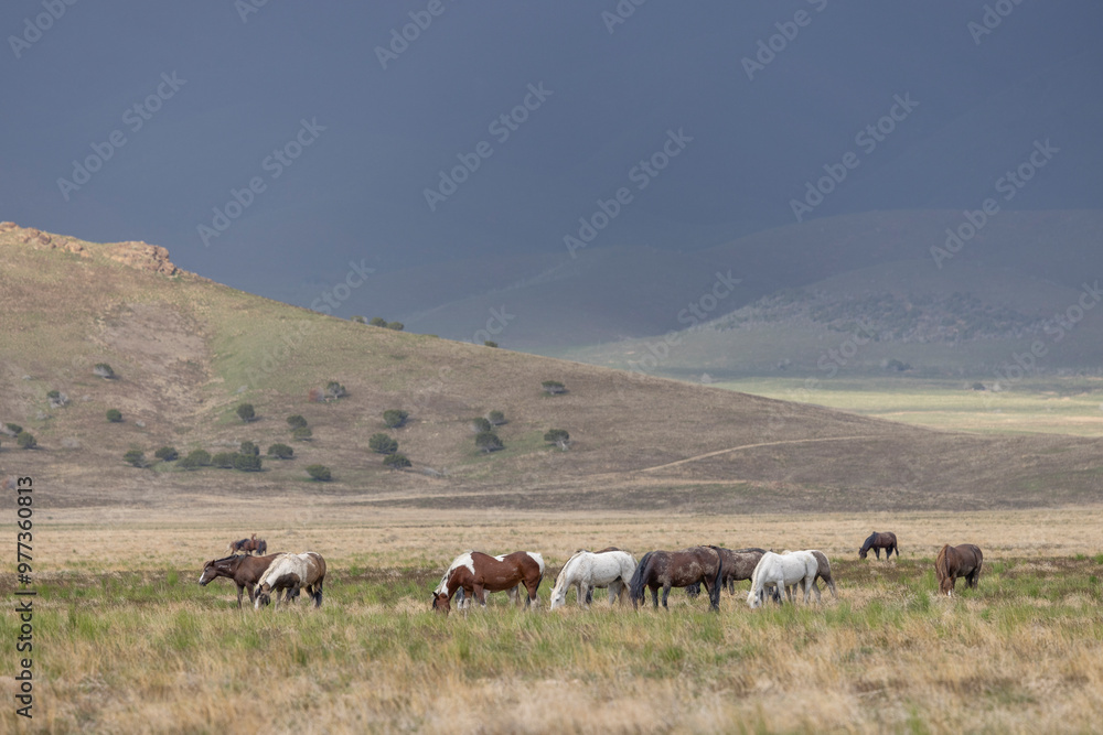 Wild Horses in Springtime in the Utah Desert Wild Horses in Springtime in the Utah Desert