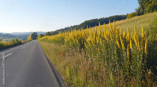 A roadside in Europe with tall invasive goldenrod plants lining the edges, spreading unchecked through the area  photo