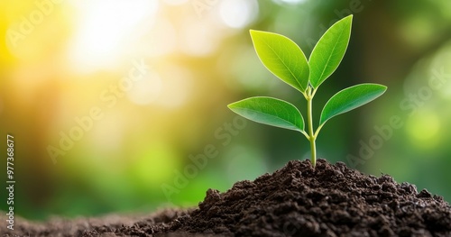 A small green plant is growing in the dirt