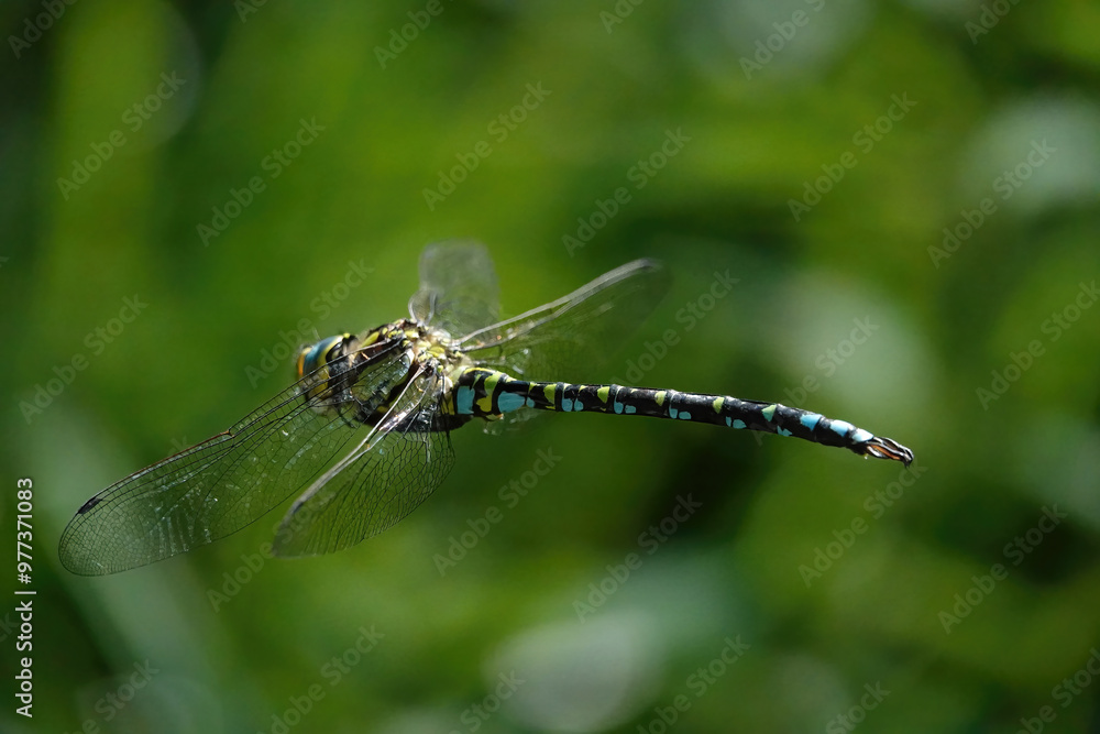 Southern Hawker dragon fly in flight against a green background Southern Hawker dragon fly in flight against a green background