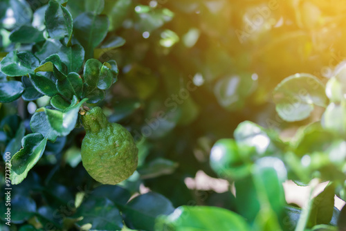 Kaffir lime fruit on the tree,kaffir lime or makrut or bergamot fruit on tree (Citrus hystrix) in outdoor garden photo