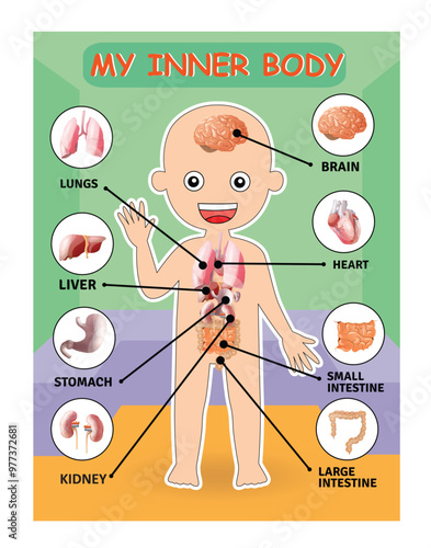 Child vector medical organs system Boy body internal organs, Poster showing the internal organs of a boy