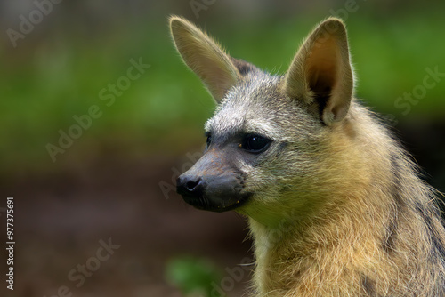 The aardwolf (Proteles cristatus), maanhaar-jackal, termite-eating hyena and civet hyena, portrait of a very rare small African mammal. photo