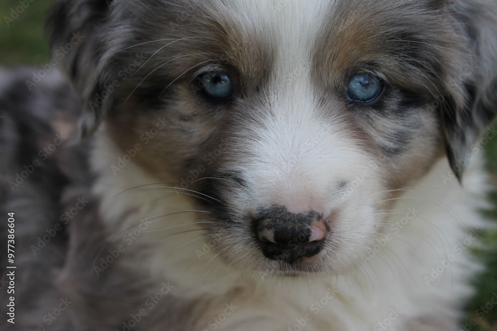 Miniature American Shepherd Welpe Blue Merle Miniature American Shepherd Welpe Blue Merle