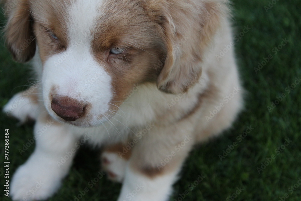 Miniature American Shepherd Welpe Red Merle Miniature American Shepherd Welpe Red Merle