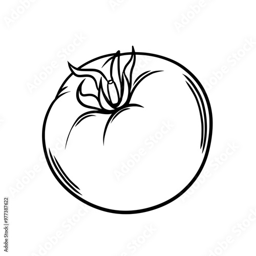 Hand drawn tomato outline on isolated background. Black and white vegetable drawing.
