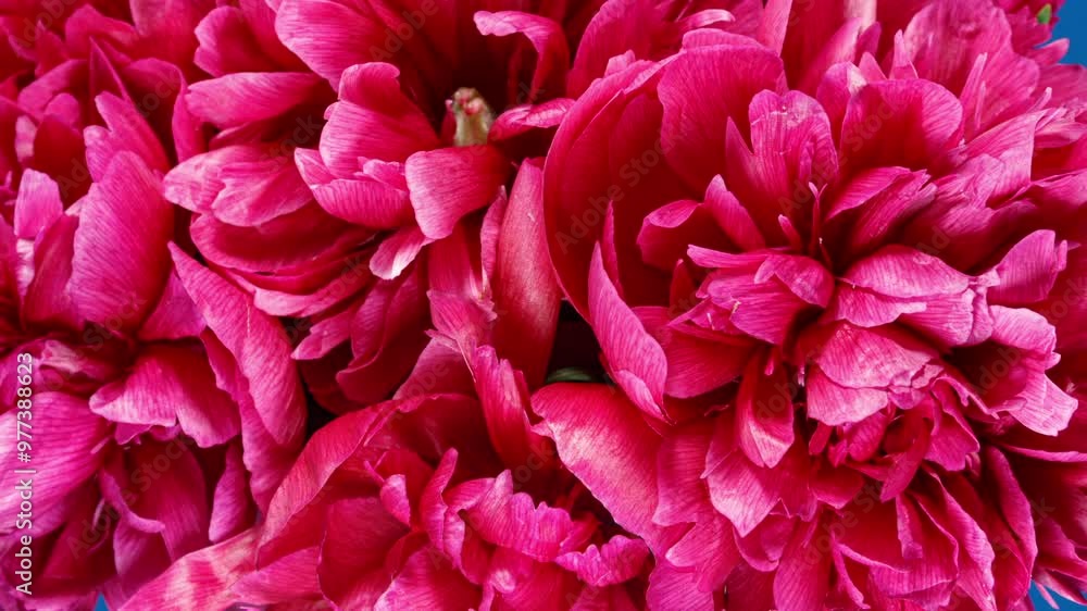 Red Peonies Bouquet Blooming in Time Lapse on a Black Background. Tender Flowers Moving Petals Close Up While Blossoming Red Peonies Bouquet Blooming in Time Lapse on a Black Background. Tender Flowers Moving Petals Close Up While Blossoming
