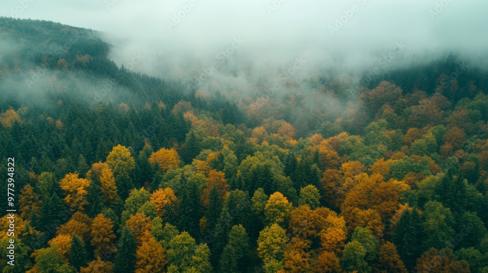 Aerial view of a misty autumn forest in the mountains under rainy weather Aerial view of a misty autumn forest in the mountains under rainy weather
