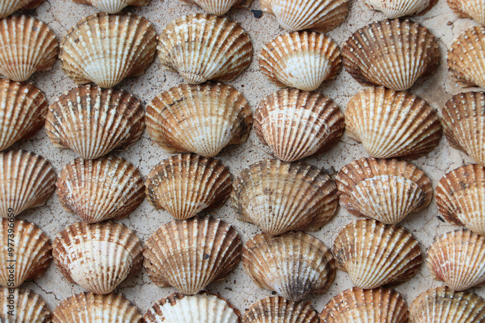 shells background shells background