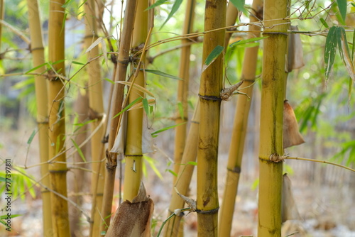 bamboo forest in the morning, Bambusa vulgaris 