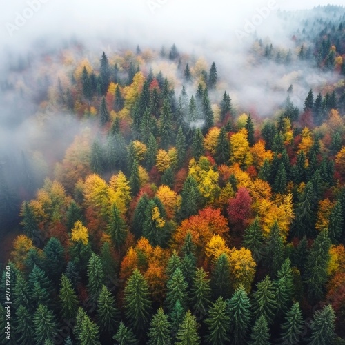 Aerial view of a misty autumn forest with vibrant colors and fog over the valley landscape