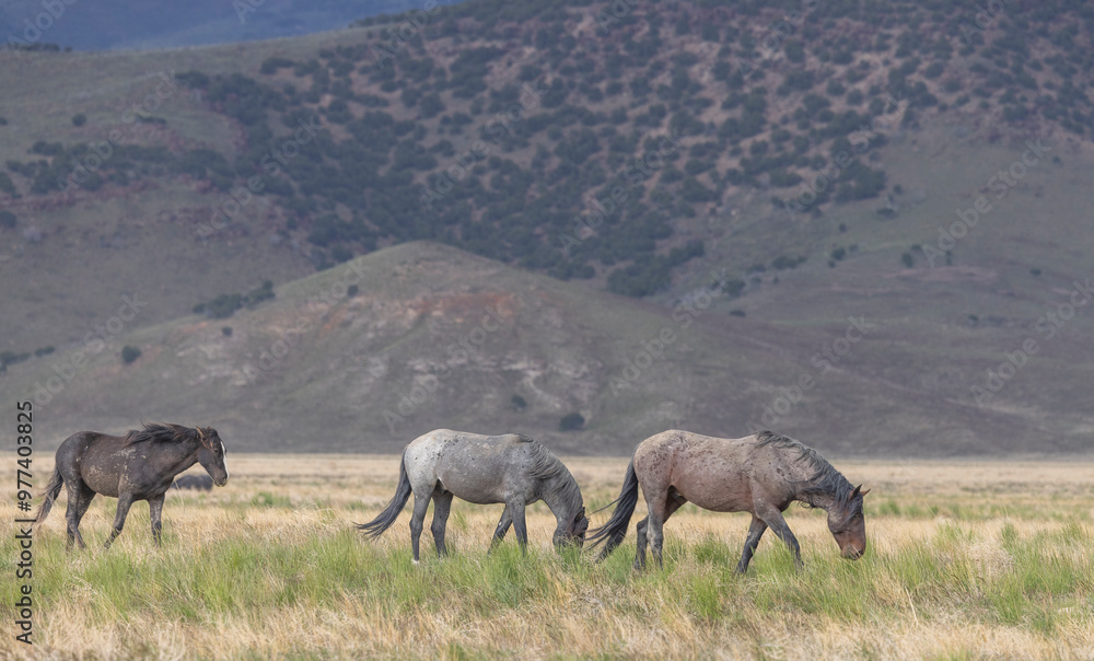 Wild Horses in Springtime in the Utah Desert Wild Horses in Springtime in the Utah Desert