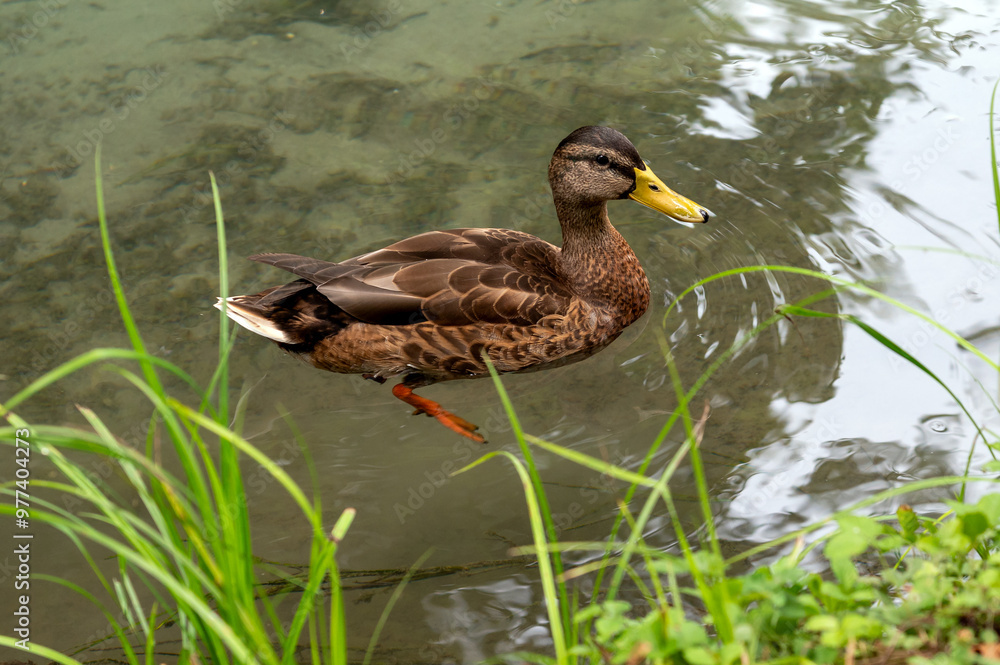Duck in calm pond water with green plants Duck in calm pond water with green plants
