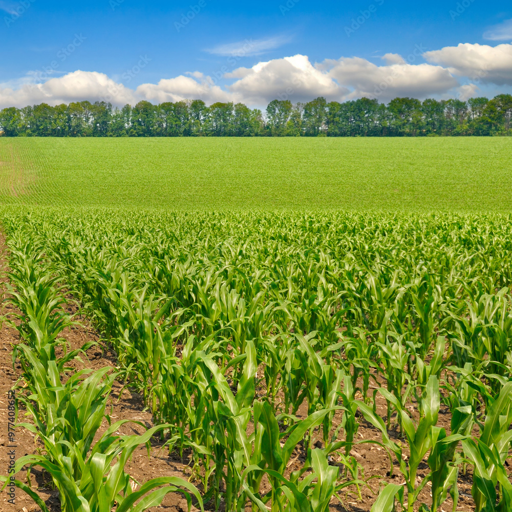 Green field of corn and blue sky. Green field of corn and blue sky.
