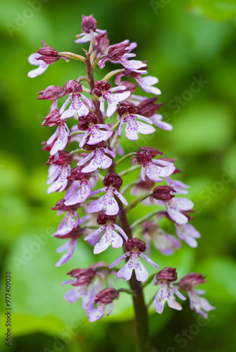 Orchis purpurea, the lady orchid