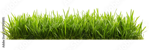 A lush green grass meadow stretches across a white background