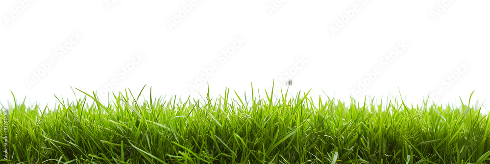 A lush green grass meadow stretches across a white background A lush green grass meadow stretches across a white background