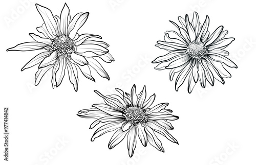 a set of black and white hand drawings of chrysanthemum flowers vector illustration