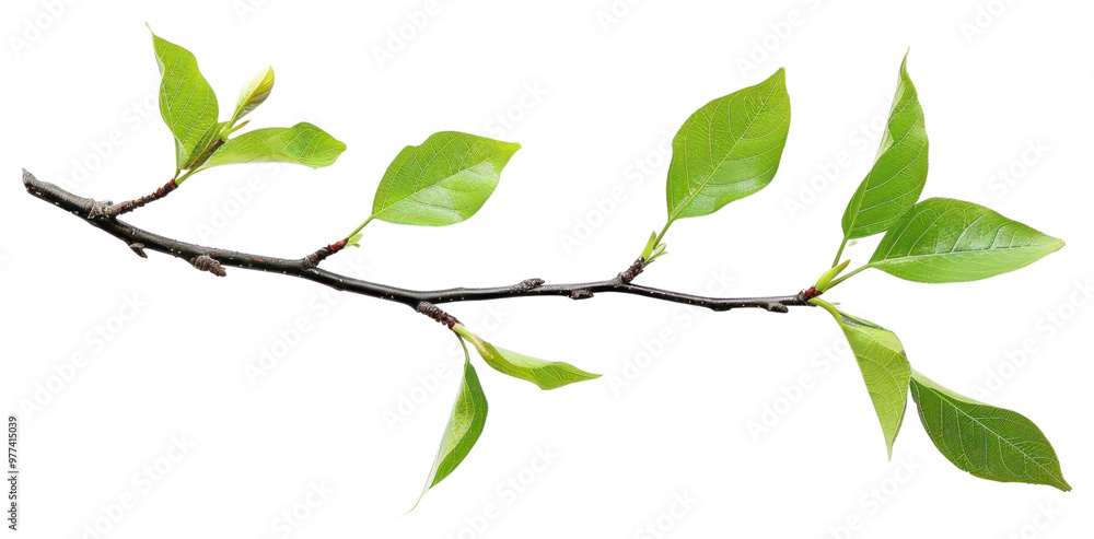 PNG Fresh green leaves on branch PNG Fresh green leaves on branch