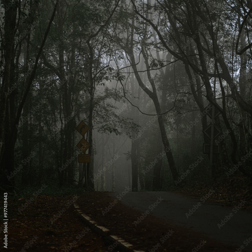 Fototapeta premium morning in the forest