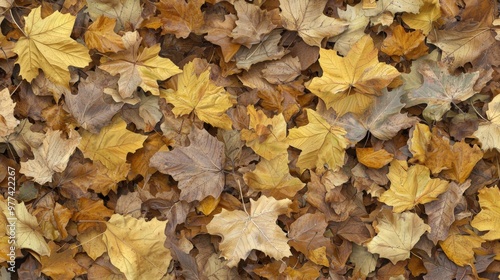 Autumn leaves blanket the ground in a colorful tapestry of yellow and brown hues