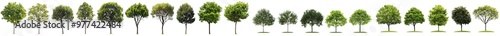 Various street trees (Chestnut, Quercus rubra, platanus, maple) medium and small isolated on a transparent background