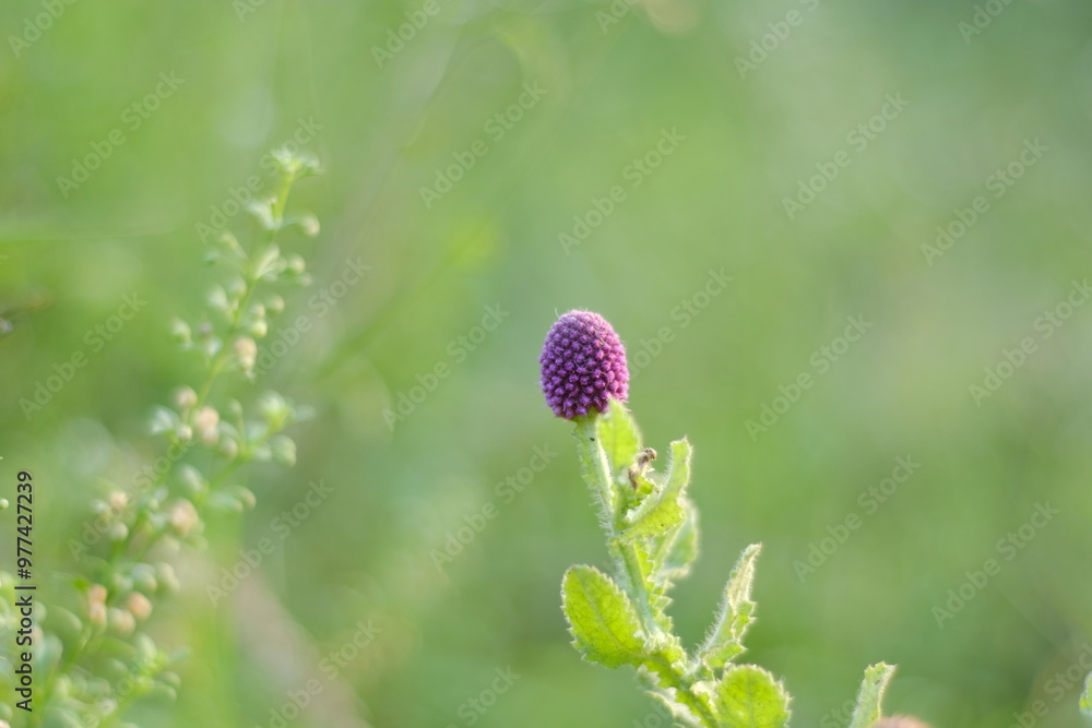 flower of a flower flower of a flower