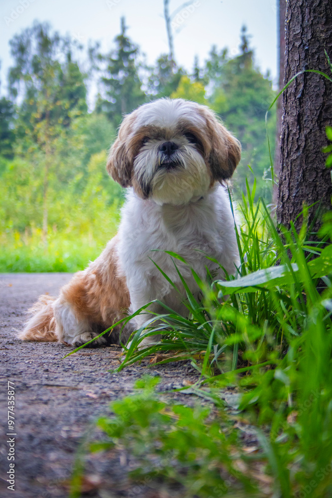 shih tzu dog walks in the park in the summer shih tzu dog walks in the park in the summer