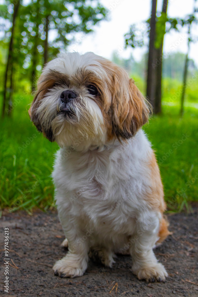 shih tzu dog walks in the park in the summer shih tzu dog walks in the park in the summer