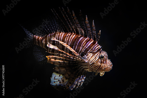 Red Lionfish - Pterois volitans – beautiful colored venomous coral reef fish from Indo-Pacific coral reefs and sea coasts, Indonesia. photo