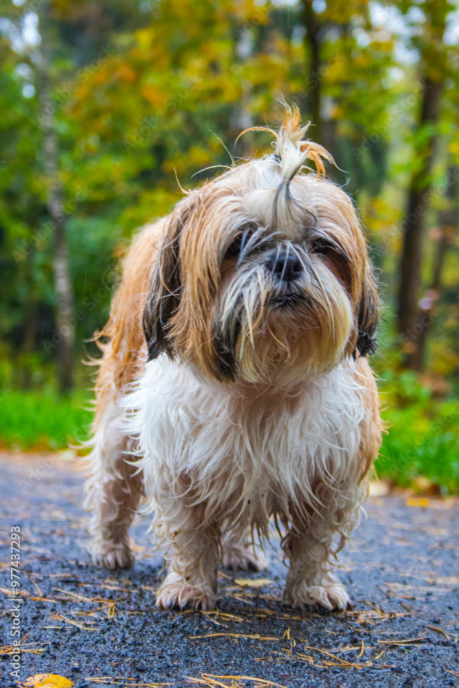 shih tzu dog walks in the park in the summer shih tzu dog walks in the park in the summer
