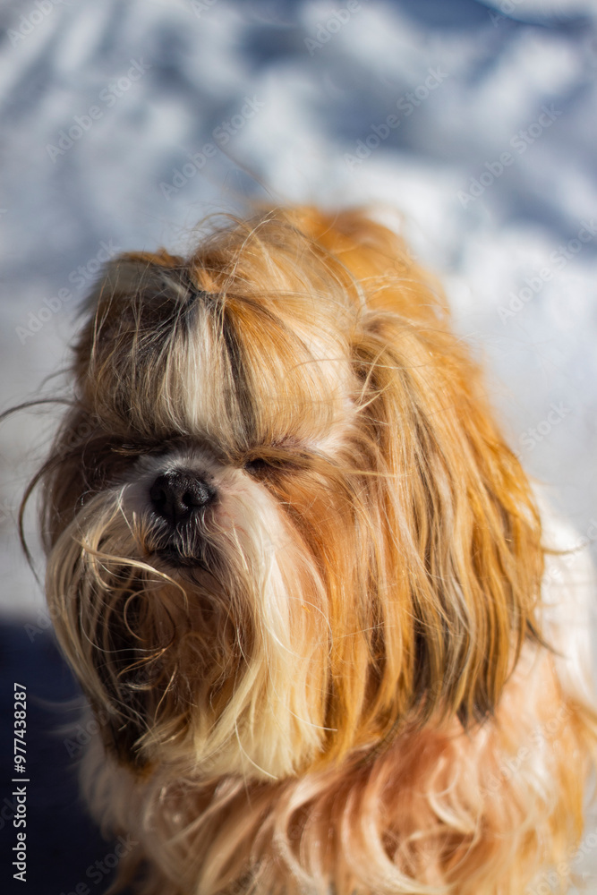 shih tzu dog walks in the park in winter shih tzu dog walks in the park in winter