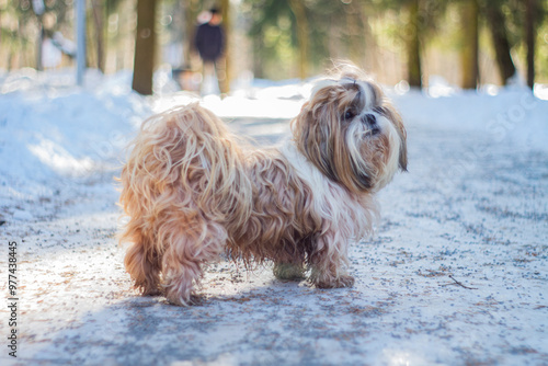 Foto shih tzu dog walks in the park in winter