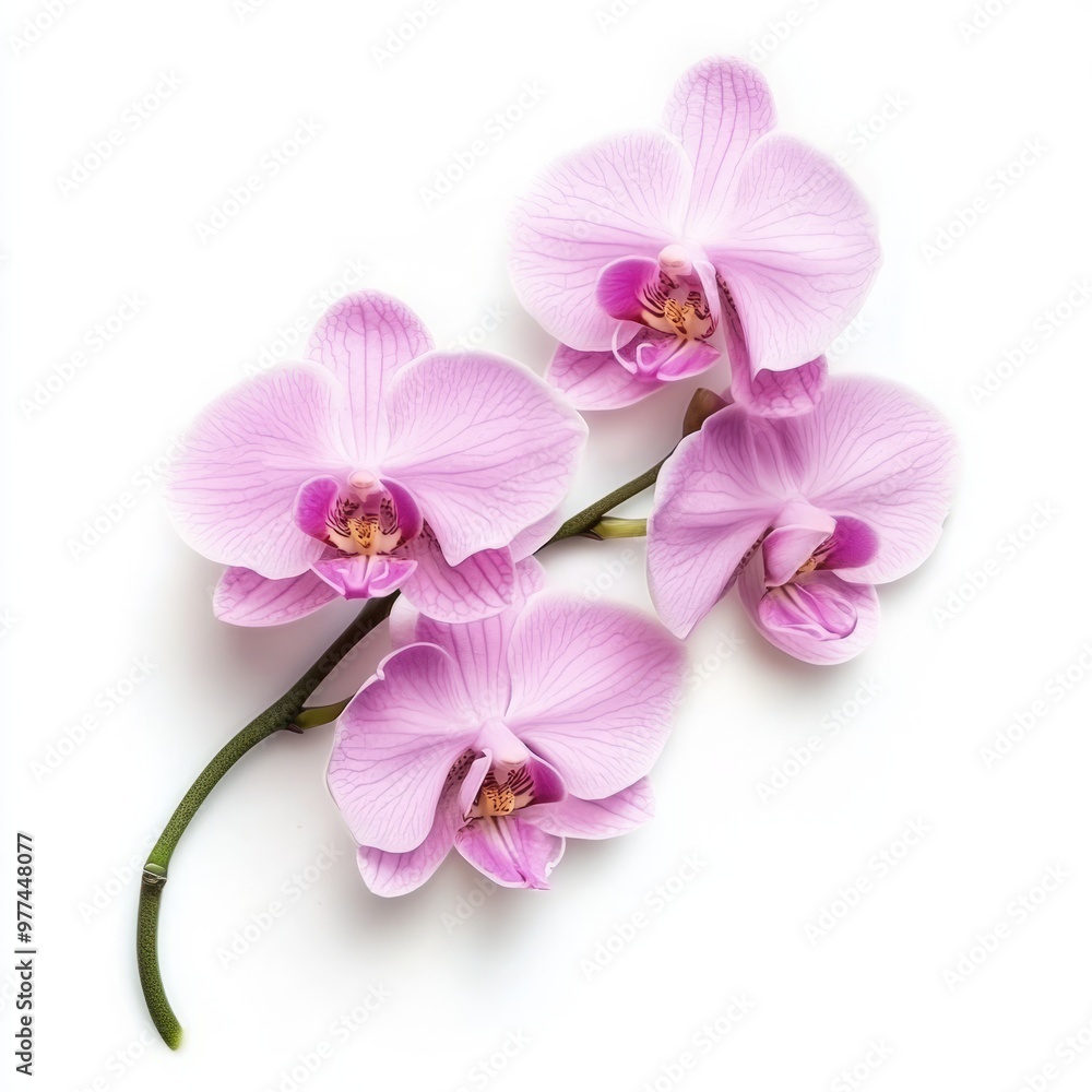 Obraz premium rosy beautiful orchid isolated on white background