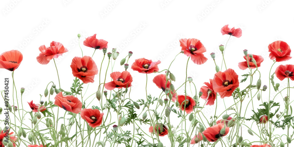 Fototapeta premium Red poppies floral border element