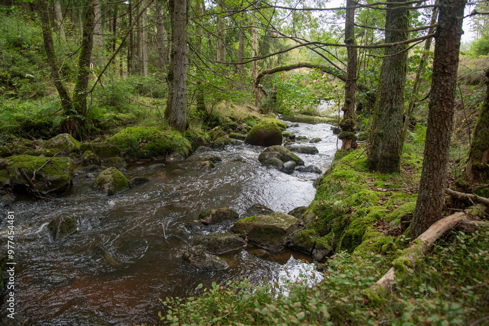 Obraz premium stream in the forest